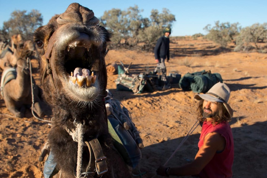 Camel opens his mouth as Max Tischler saddles it.