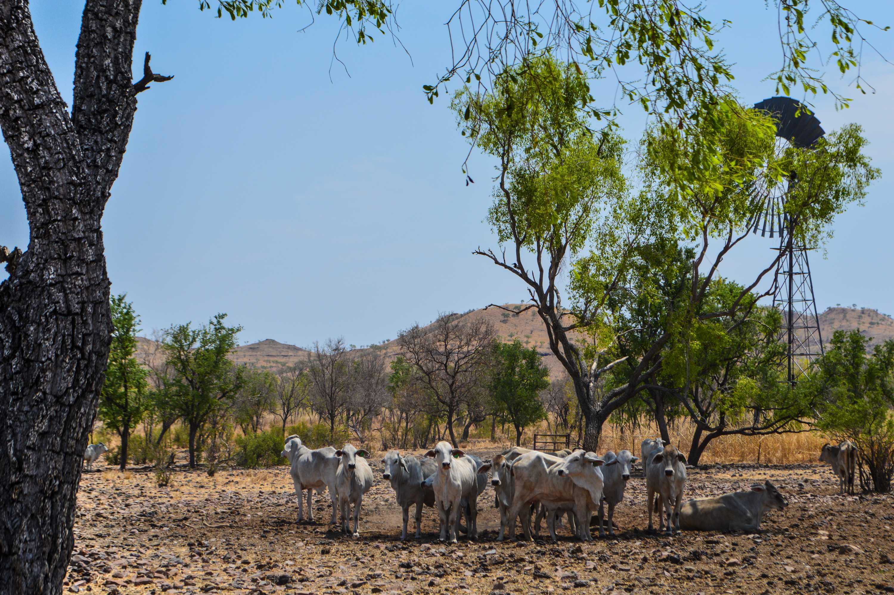 Cattle industry launches class action against Federal Government