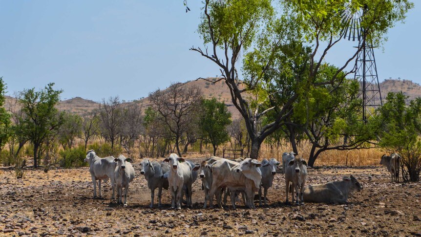 Cattle on a cattle station