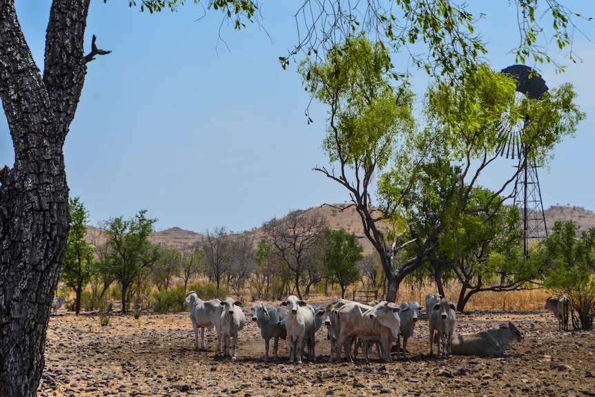 Cattle on a cattle station