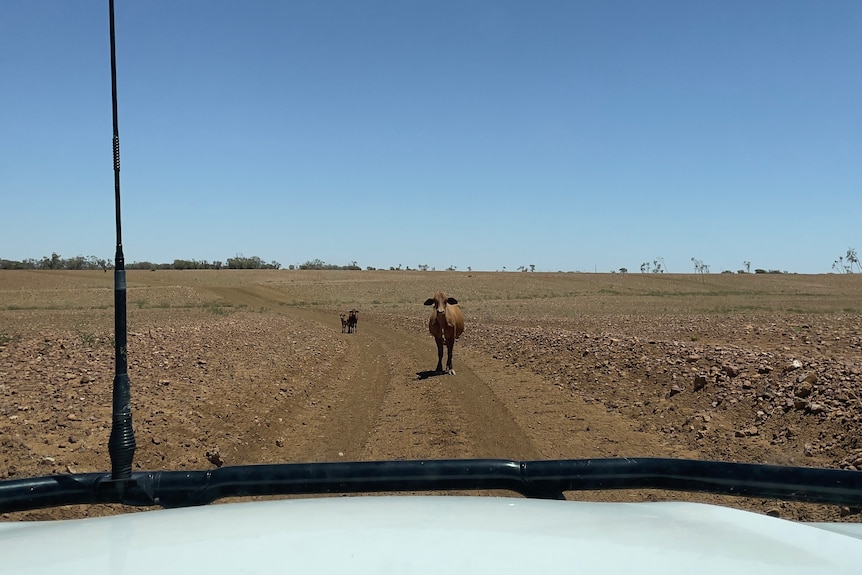 cows on an outback road
