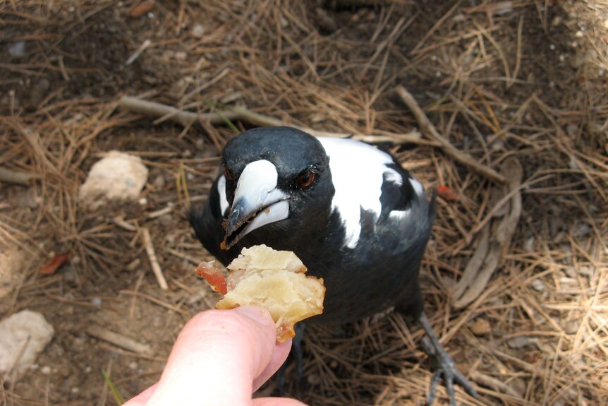 A hand feeding a magpie a piece of pastry