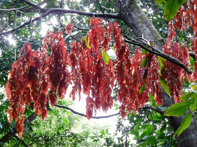 Red leaves dangle from a large rainforest tree.