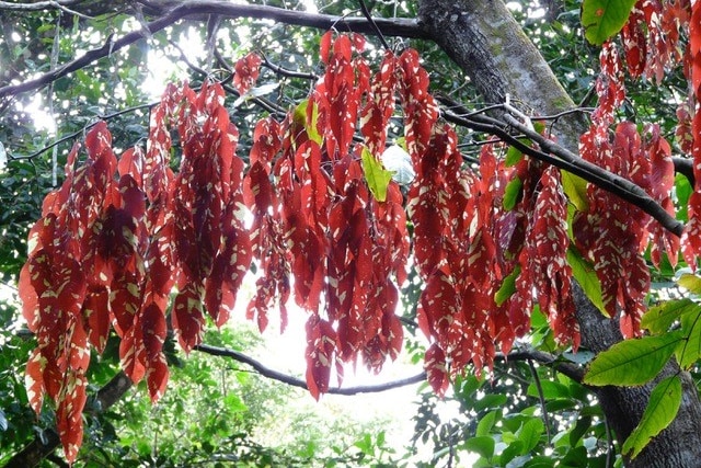 Red leaves dangle from a large rainforest tree.