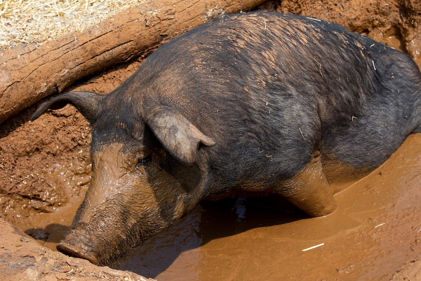 Pig in mud