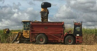 Sugarcane being harvested