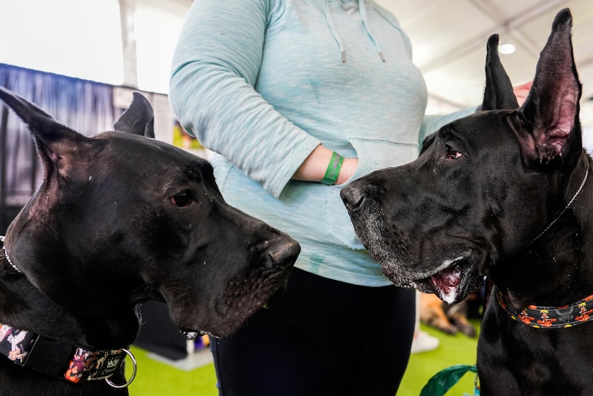 Image of the heads of the large black great Danes. Their ears are cropped, behind them is a woman in a blue hoodie. 