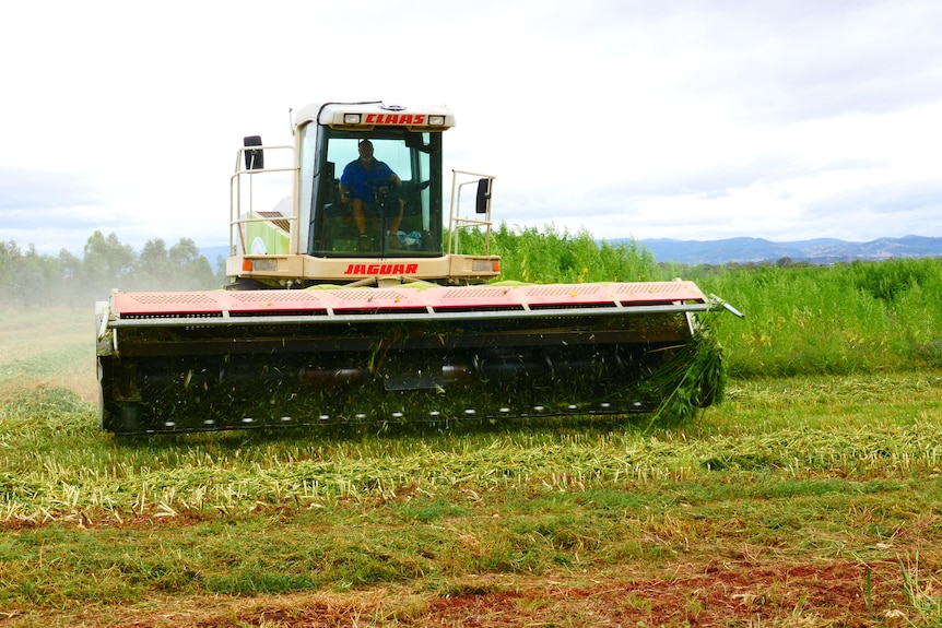 A harvester in a cannabis crop.