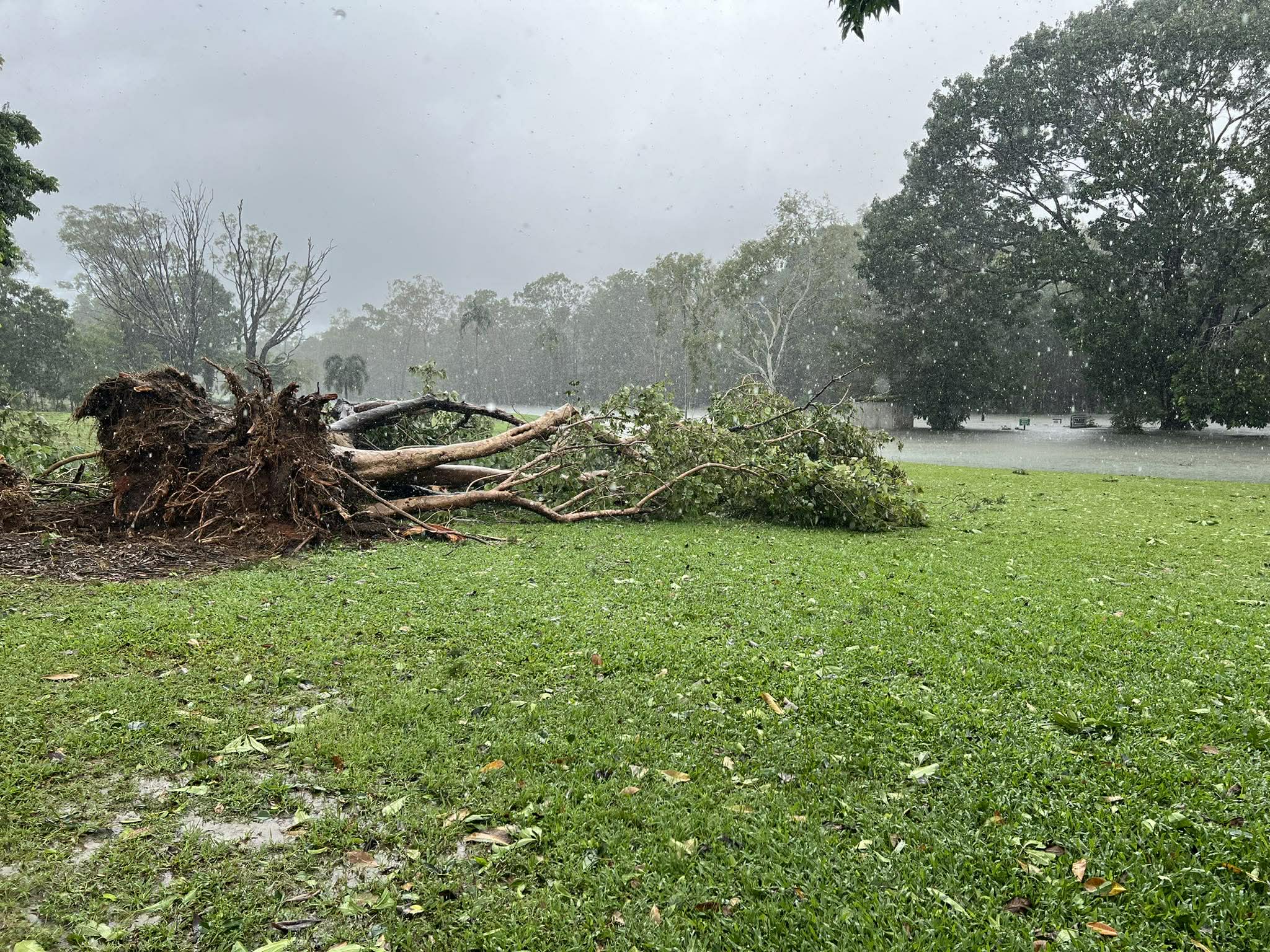 Un gran árbol y sus raíces horizontalmente sobre la hierba verde bajo la lluvia.