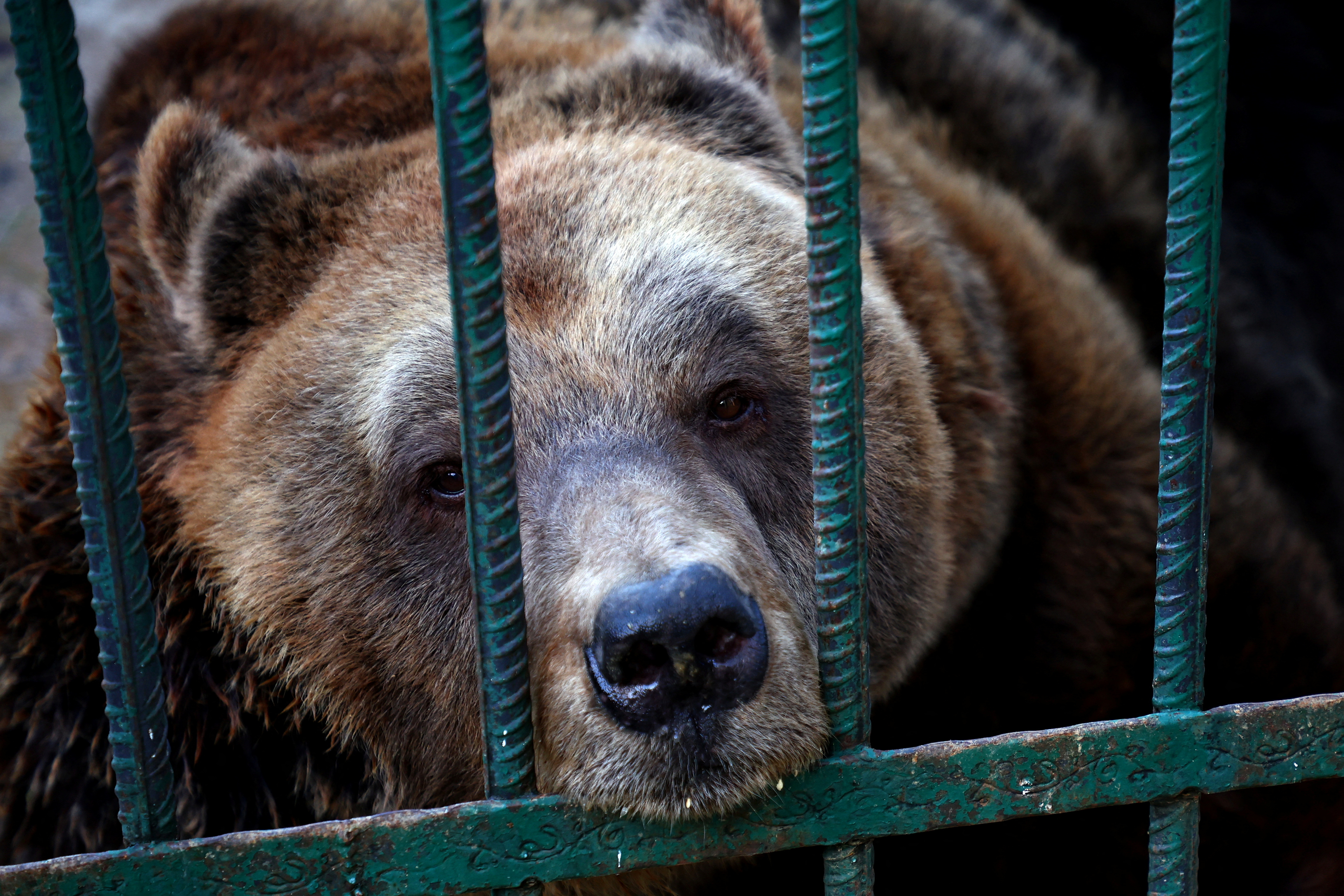 a brown bear rests its face and nose on the green bars of a cage