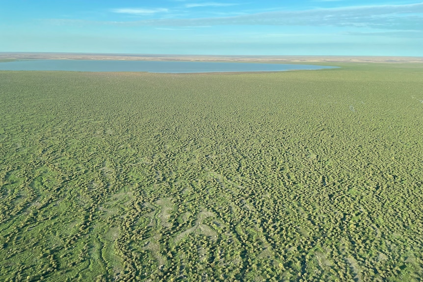 An aerial shot shows greenery near Lake Machattie in Channel Country