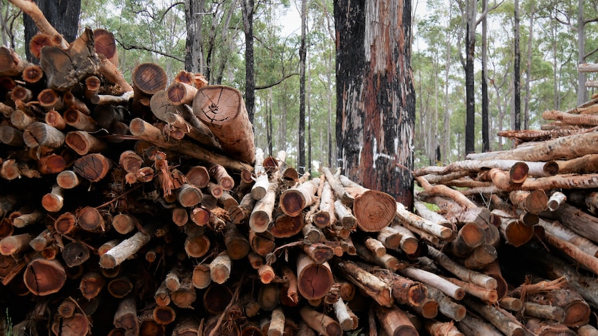 Harvested trees