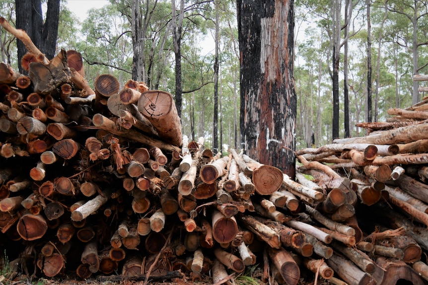 Pile of harvested trees