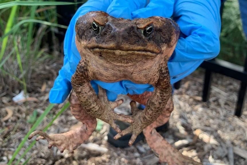 Cane Toad Parramatta