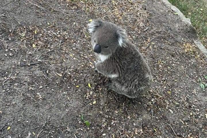 A small koala crossing the road in Perthville