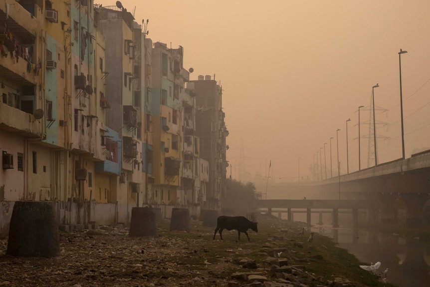 A cow stands next to a row of apartment buildings on a polluted, cloudy day