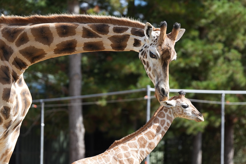 A giraffe calf being licked on its head by an adult giraffe.