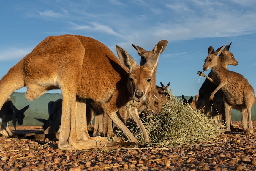 Kangaroos feed on hay.