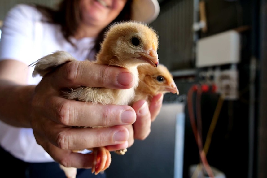 Two fuzzy chickens are held in a woman's hands