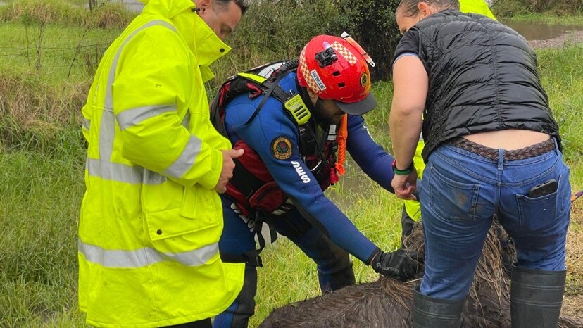 A miniature horse is rescued from floodwaters in Newcastle with three rescuers surrounding it