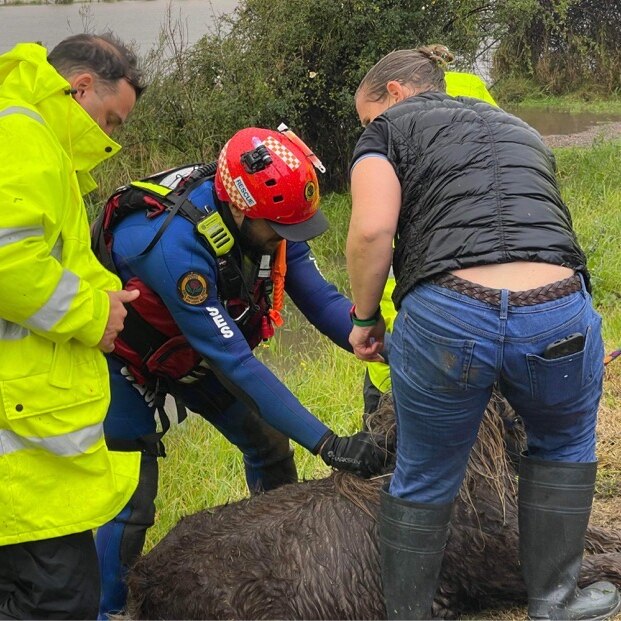 A miniature horse is rescued from floodwaters in Newcastle with three rescuers surrounding it
