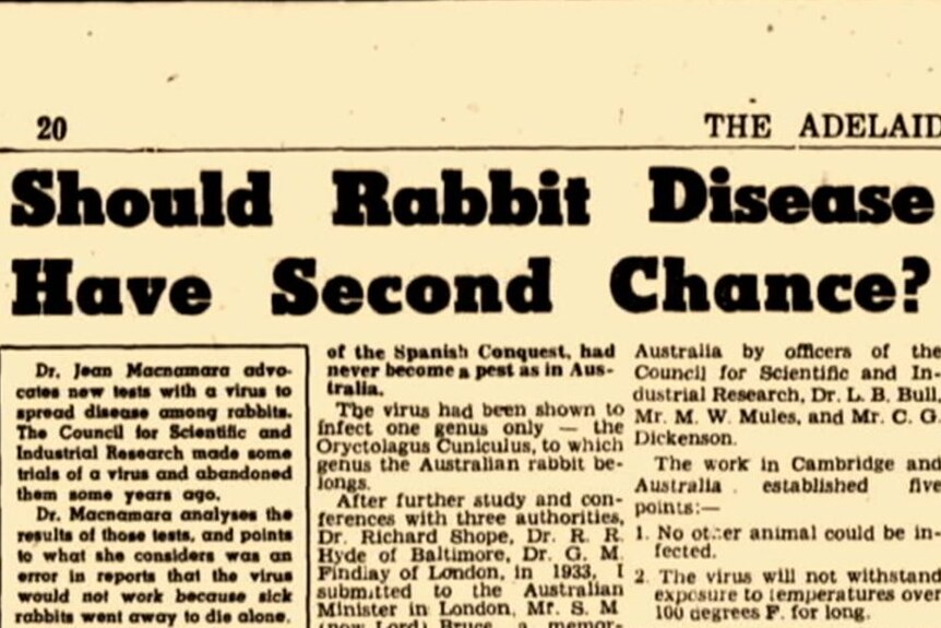 An old newspaper with headline: Should Rabbit Disease Have Second Chance?