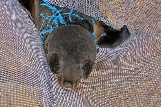 Australian fur seal caught in a fishing net in Tasmania.