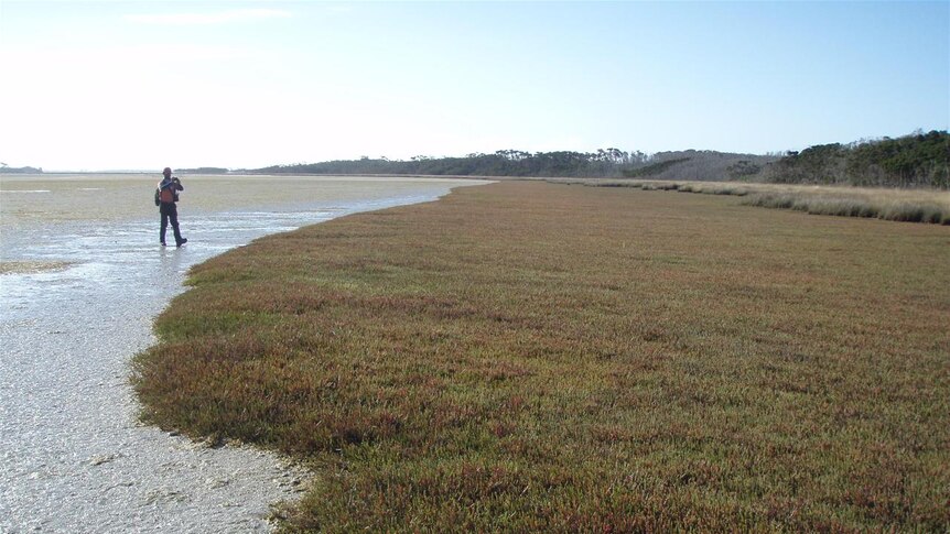 Healthy saltmarsh