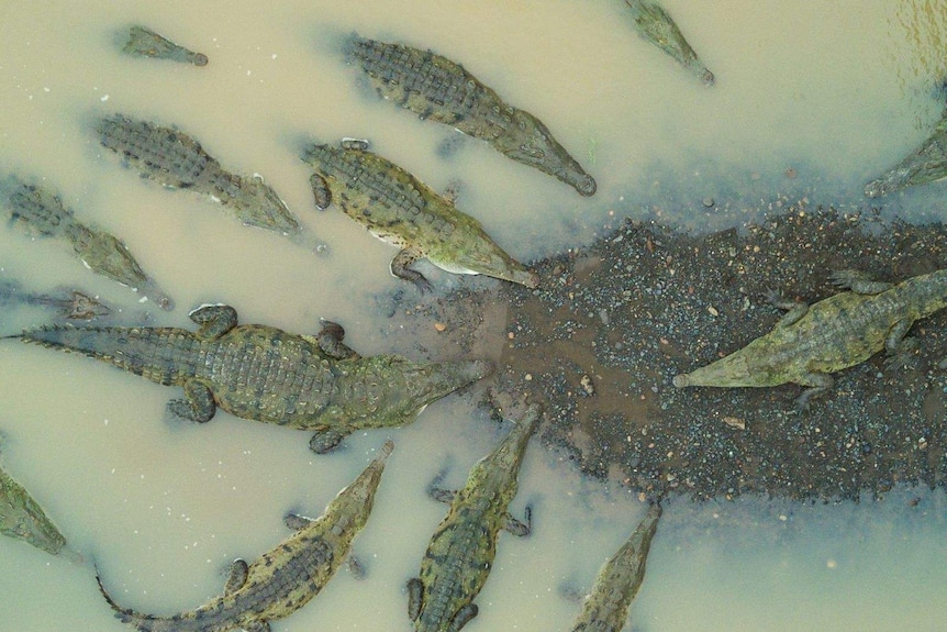 An aerial shot of a bask of crocodiles in formation