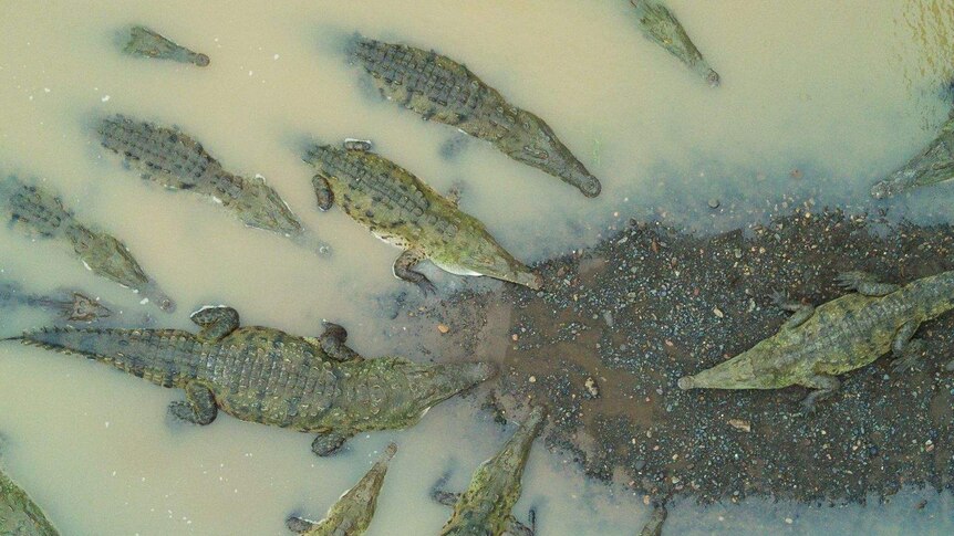 An aerial shot of a bask of crocodiles in formation