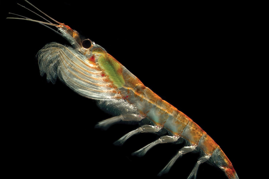 A close up of an Antarctic krill.