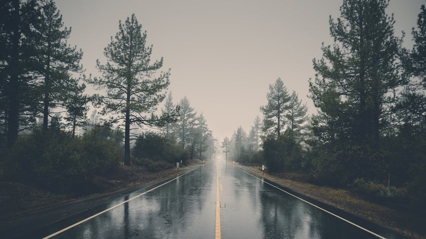 photo depicts a rainy road with trees on either side