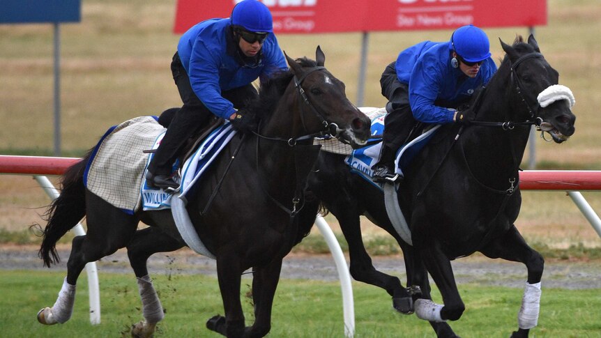Godolphin's Cup gallopers