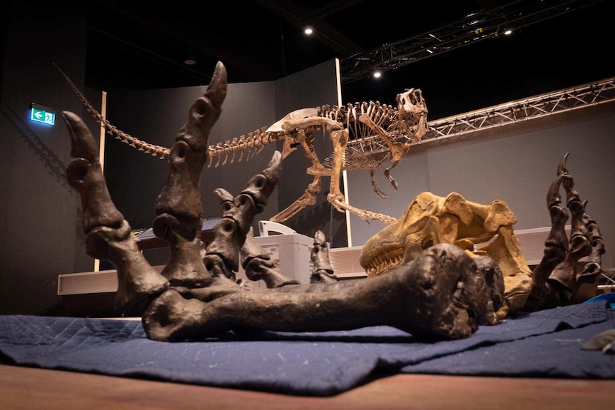 Dinosaur claws and skeletons at the Australian Museum