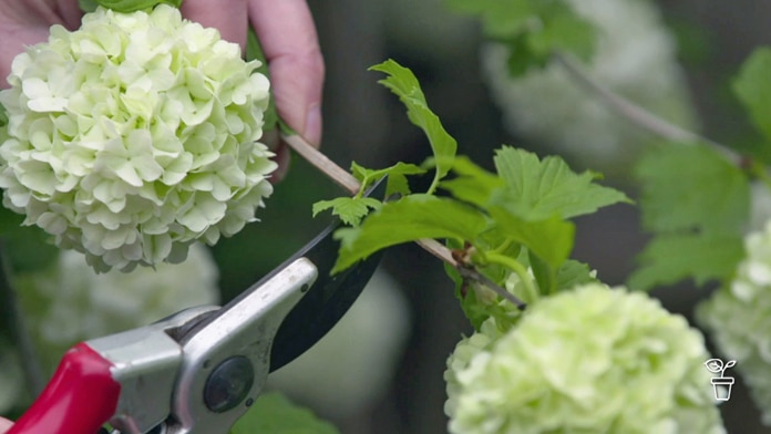Stem with white flowers being cut with secateurs