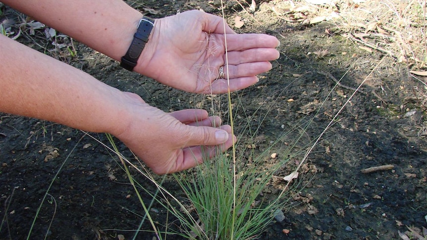 African lovegrass weed in seed