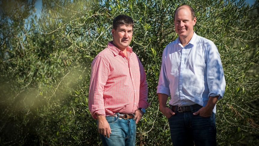 Paul Riordan and Rob McGavin standing amongst olive trees