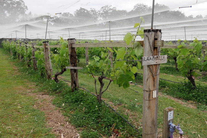 Lush green grape vines growing on fences, the fence post has a sign saying 'Black Isabella'