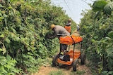 Workers at the Burlington Berry farm