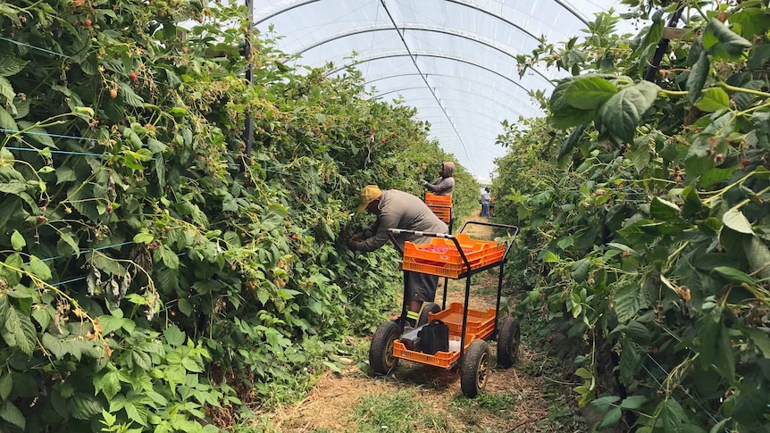 Workers at the Burlington Berry farm