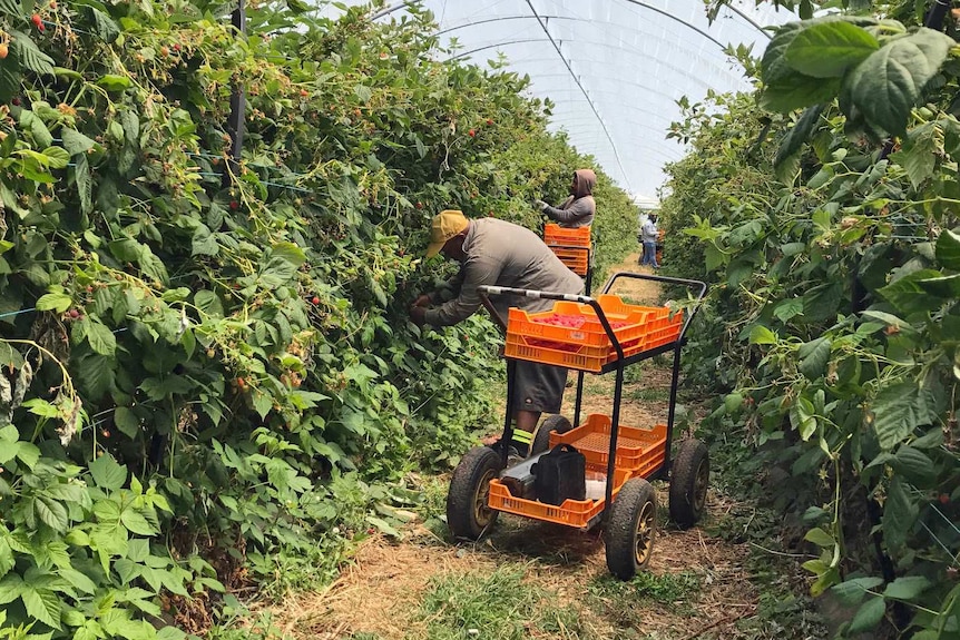 Workers at the Burlington Berry farm.