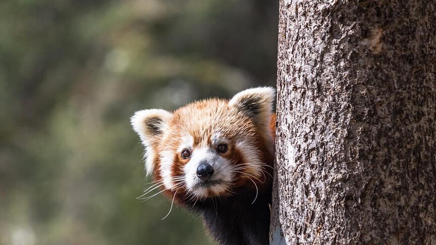 A red panda peeks out from behind a tree.