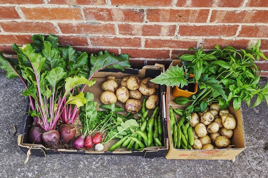 Two boxes of homegrown produce including beetroots, radish, potatoes, peas and herbs, from a Hobart garden.