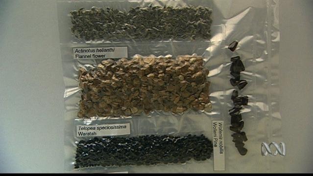 Seeds vacuum-packed and labelled