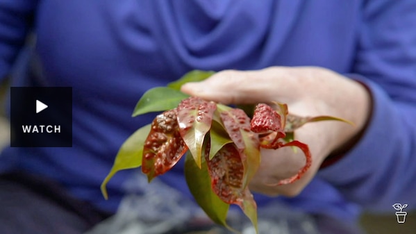 Lilly Pilly leaves covered in lumps. Has Video.
