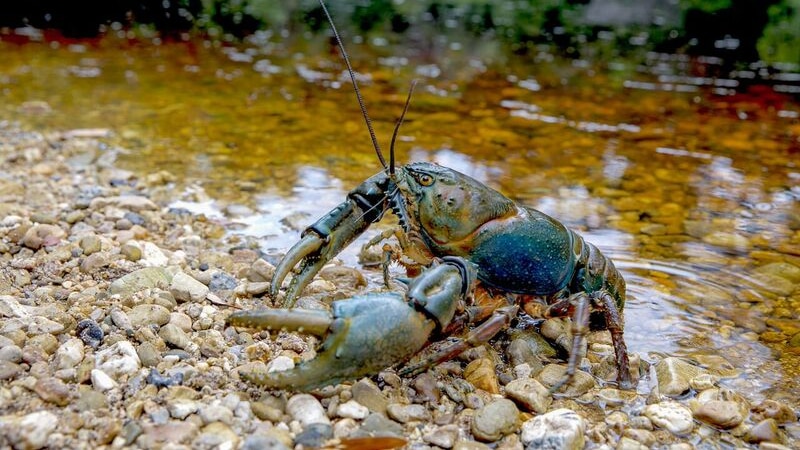 Giant freshwater crayfish climbing out of Frankland River, Tasmania january 2017