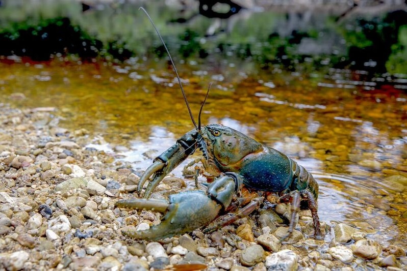 Giant freshwater crayfish climbing out of Frankland River, Tasmania january 2017