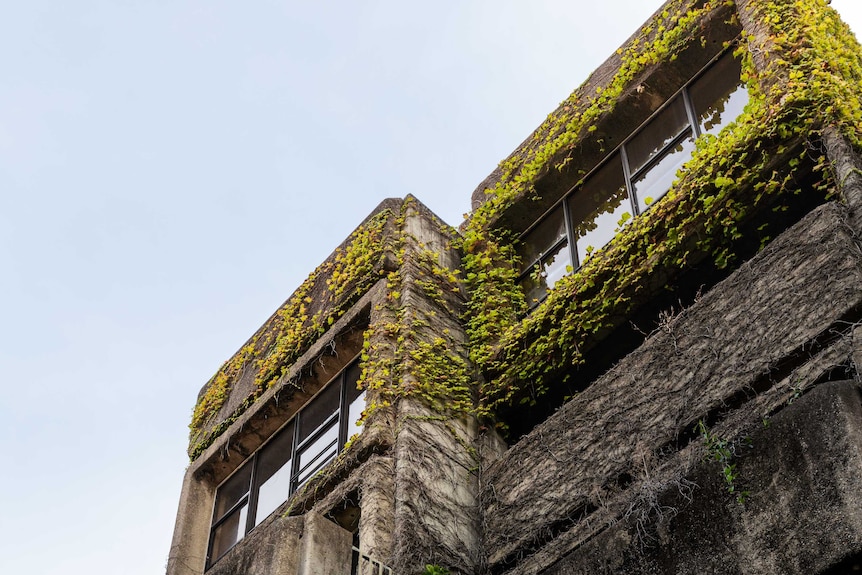 Vines grow on the exterior of the Sirius building.