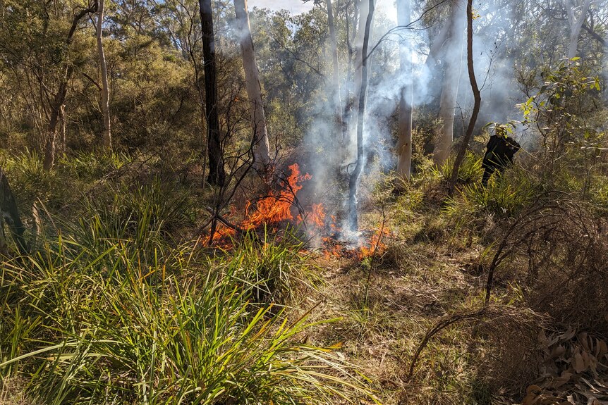 A circle of fire burns in an Australian bushland