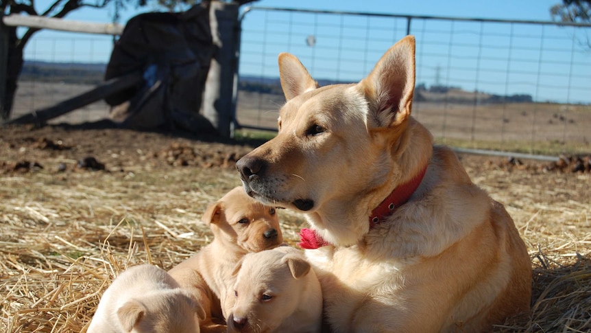Three Kelpie puppies curled up next to their mum in a paddock